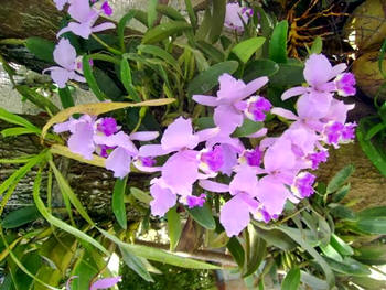 Mi bella orquídea silvestre Dr