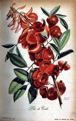 La Flor del Ceibo, poema de Esther de Cáceres (Uruguay)